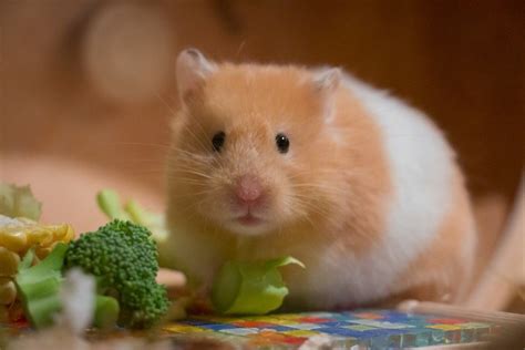 pet smart hamsters|pictures of hamsters at petsmart.